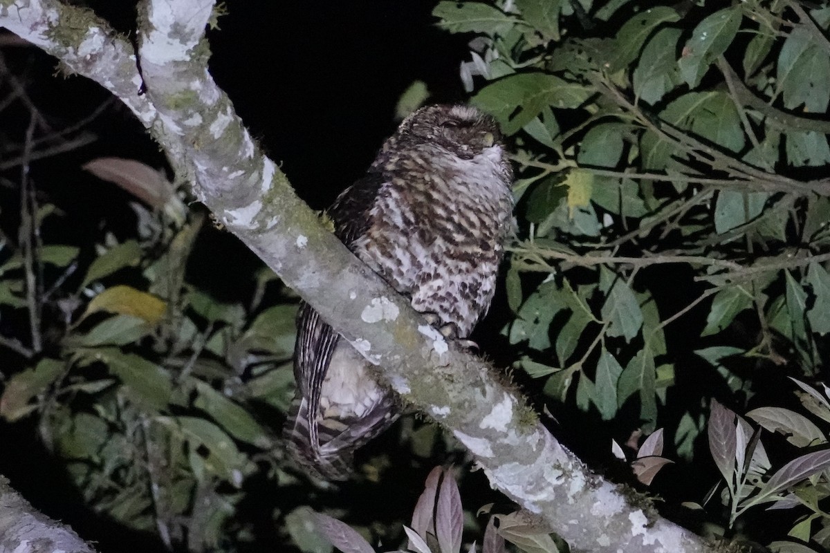 Rusty-barred Owl - ML646371840