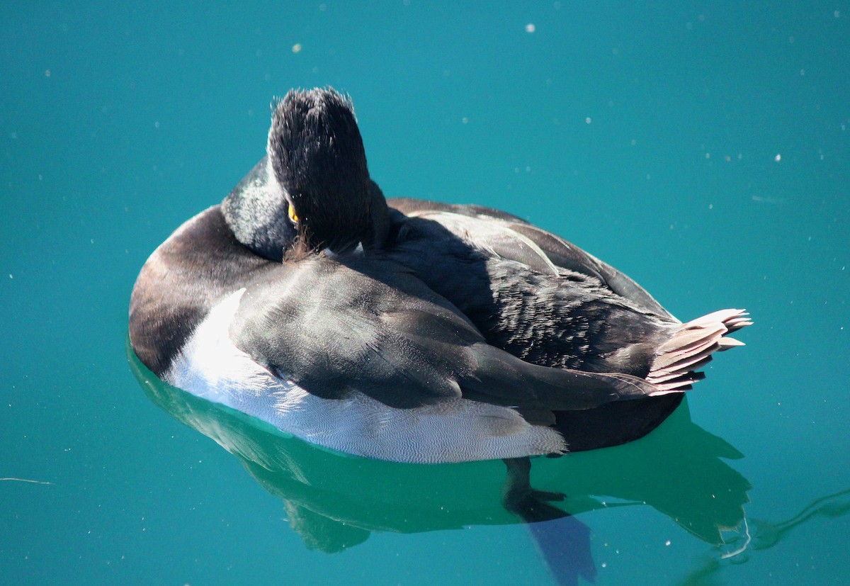 Ring-necked Duck - ML646371841