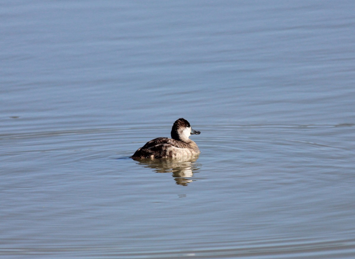 Ruddy Duck - ML646371842