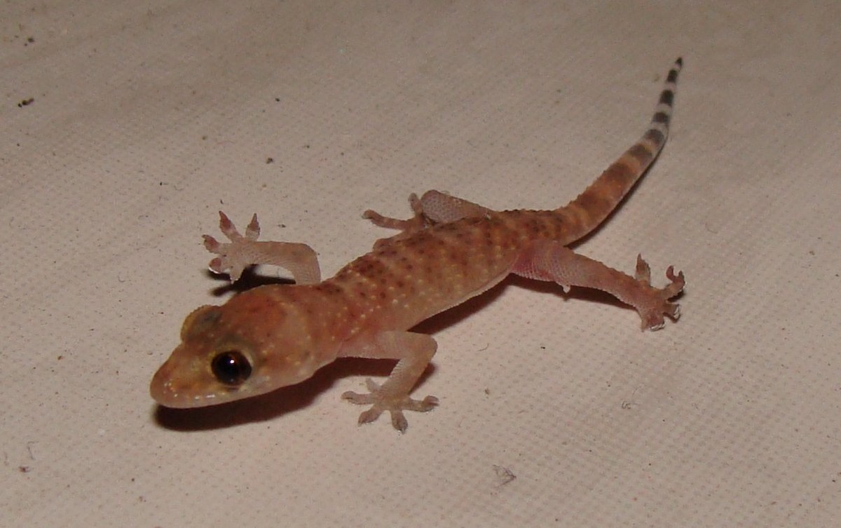 Mediterranean House Gecko - ML646371843