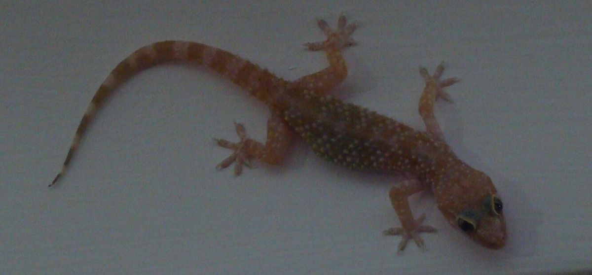 Mediterranean House Gecko - ML646371844
