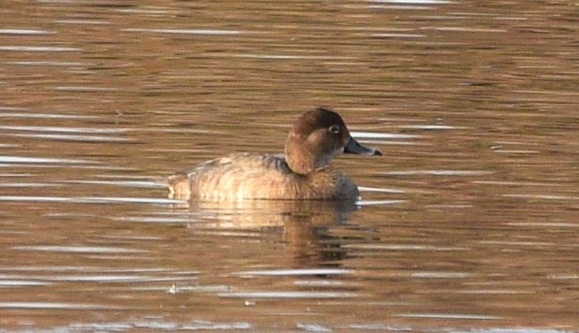 Redhead - ML646371845
