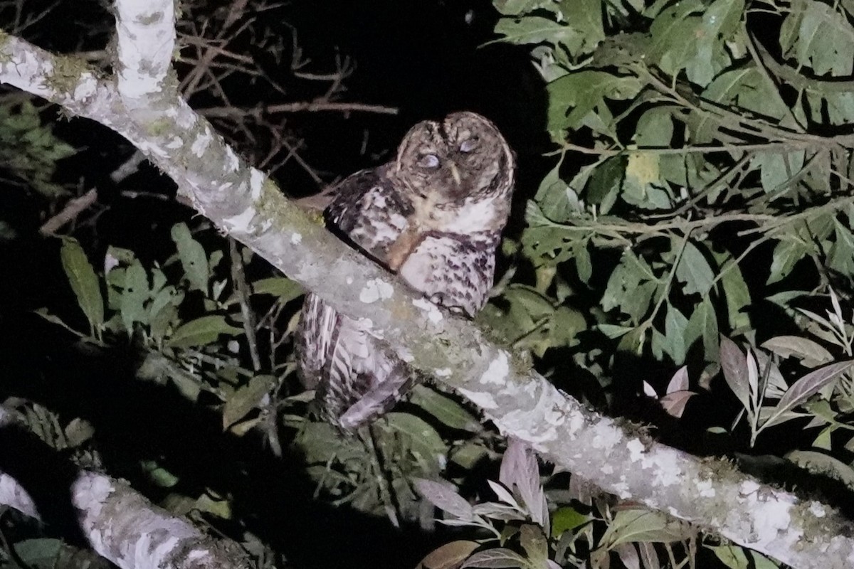 Rusty-barred Owl - ML646371846