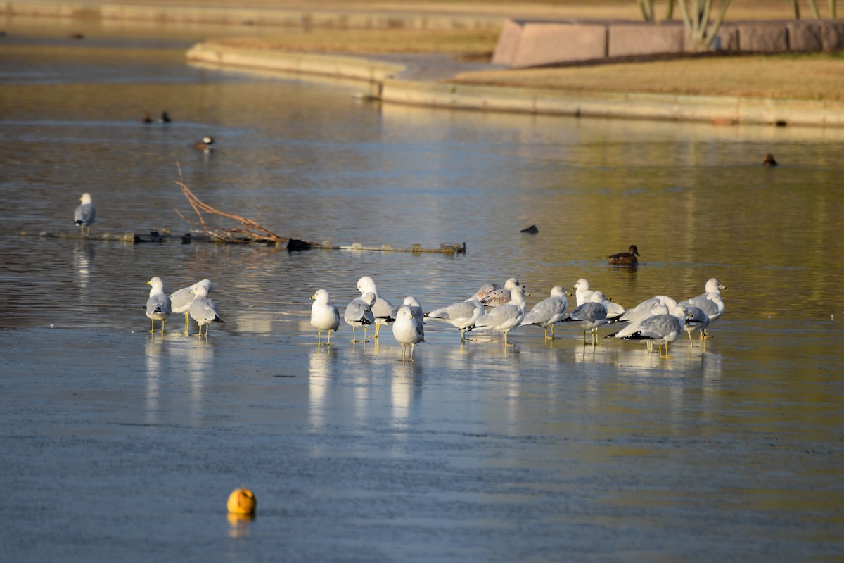 Ring-billed Gull - ML646371848