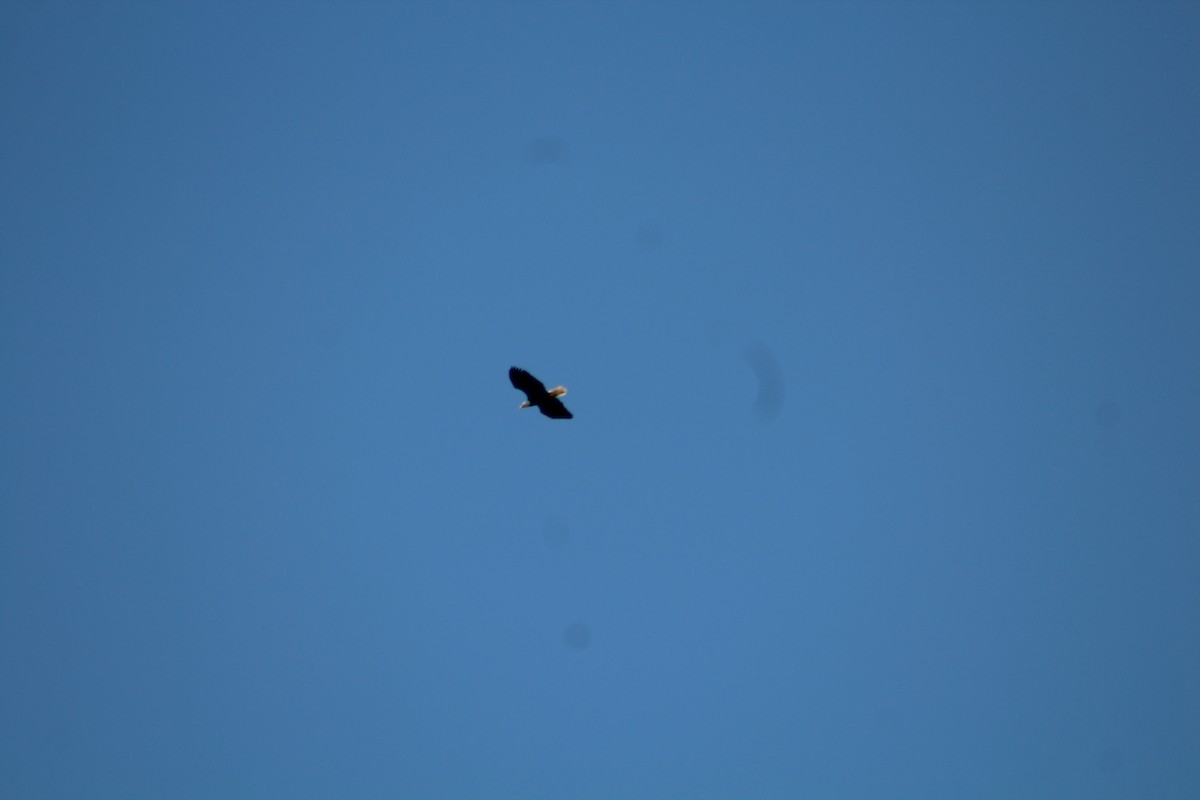 Bald Eagle - ML646371849