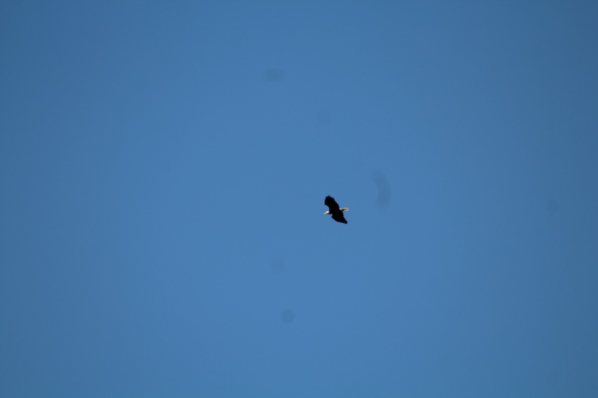 Bald Eagle - ML646371850