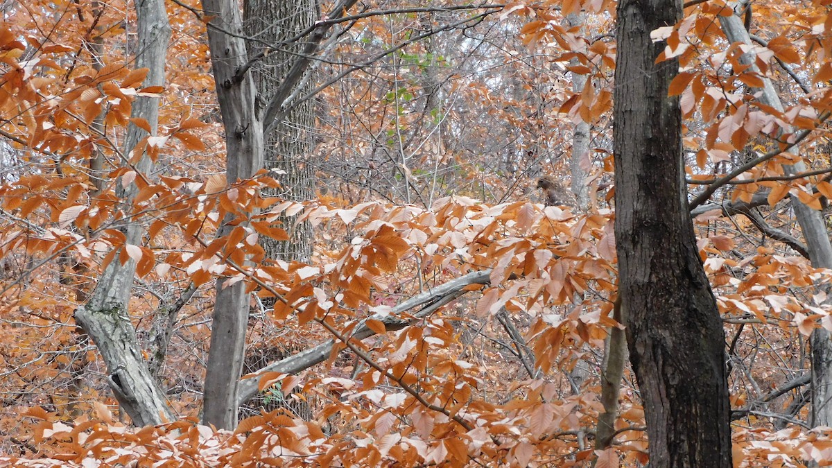 Red-shouldered Hawk - ML646371852