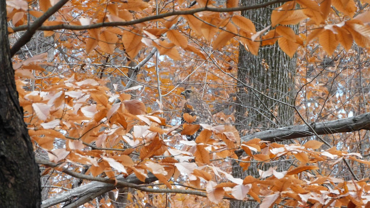 Red-shouldered Hawk - ML646371853