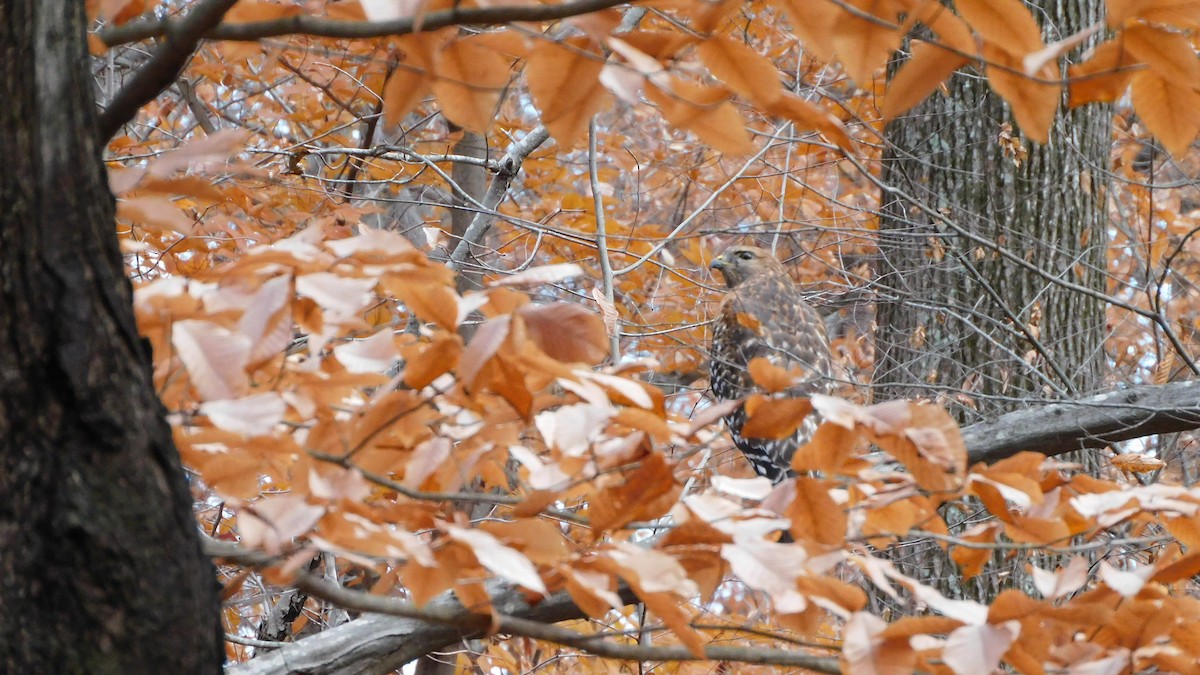 Red-shouldered Hawk - ML646371854