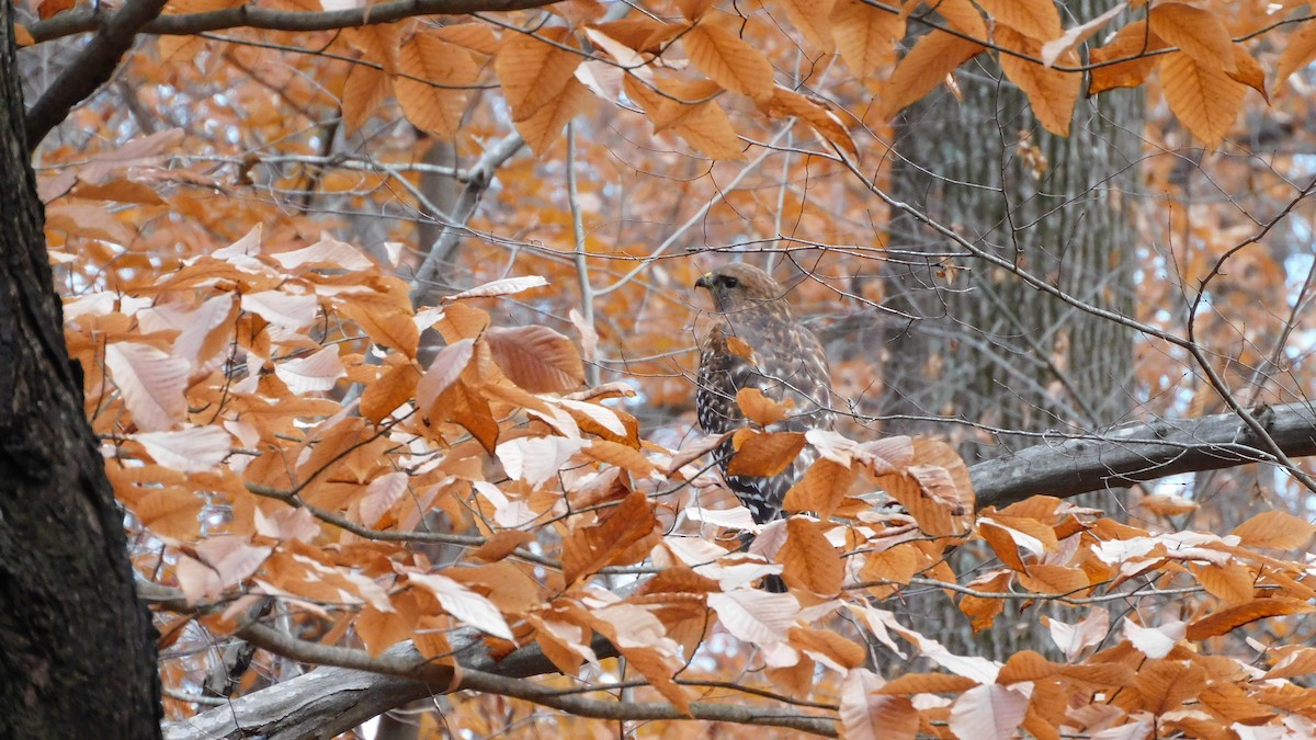 Red-shouldered Hawk - ML646371855