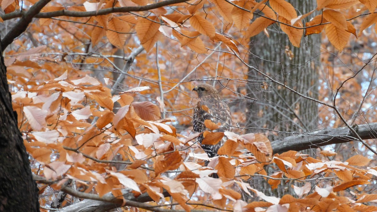 Red-shouldered Hawk - ML646371856