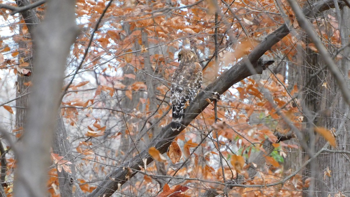 Red-shouldered Hawk - ML646371857