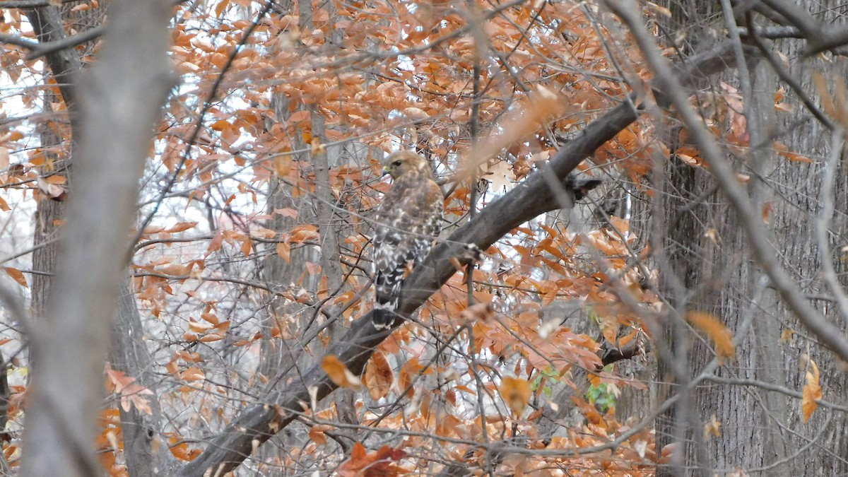 Red-shouldered Hawk - ML646371858