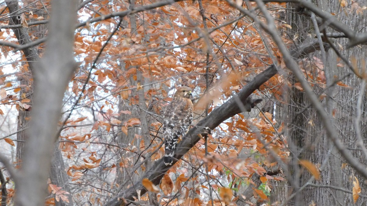 Red-shouldered Hawk - ML646371859