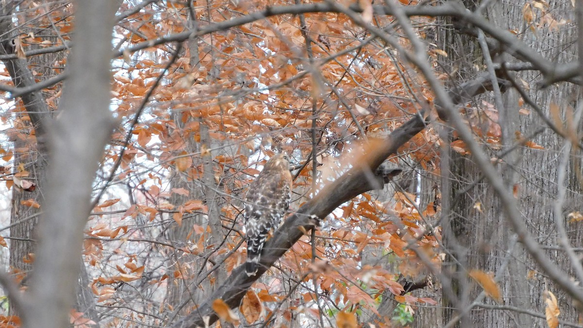 Red-shouldered Hawk - ML646371860
