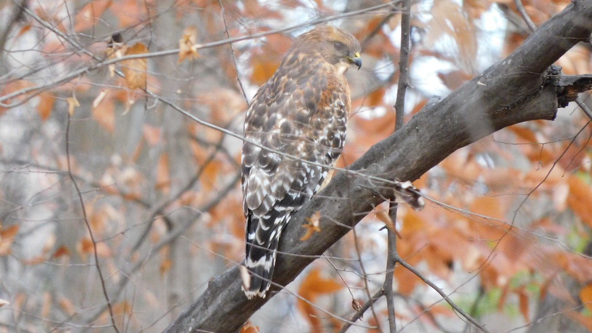 Red-shouldered Hawk - ML646371861