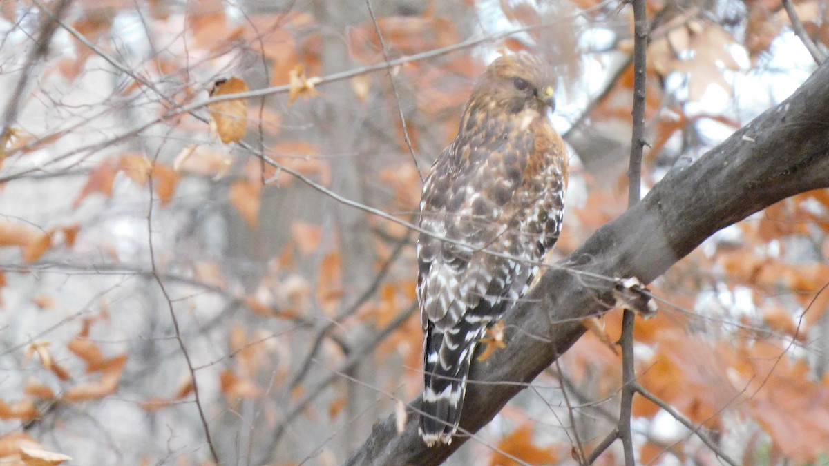 Red-shouldered Hawk - ML646371862