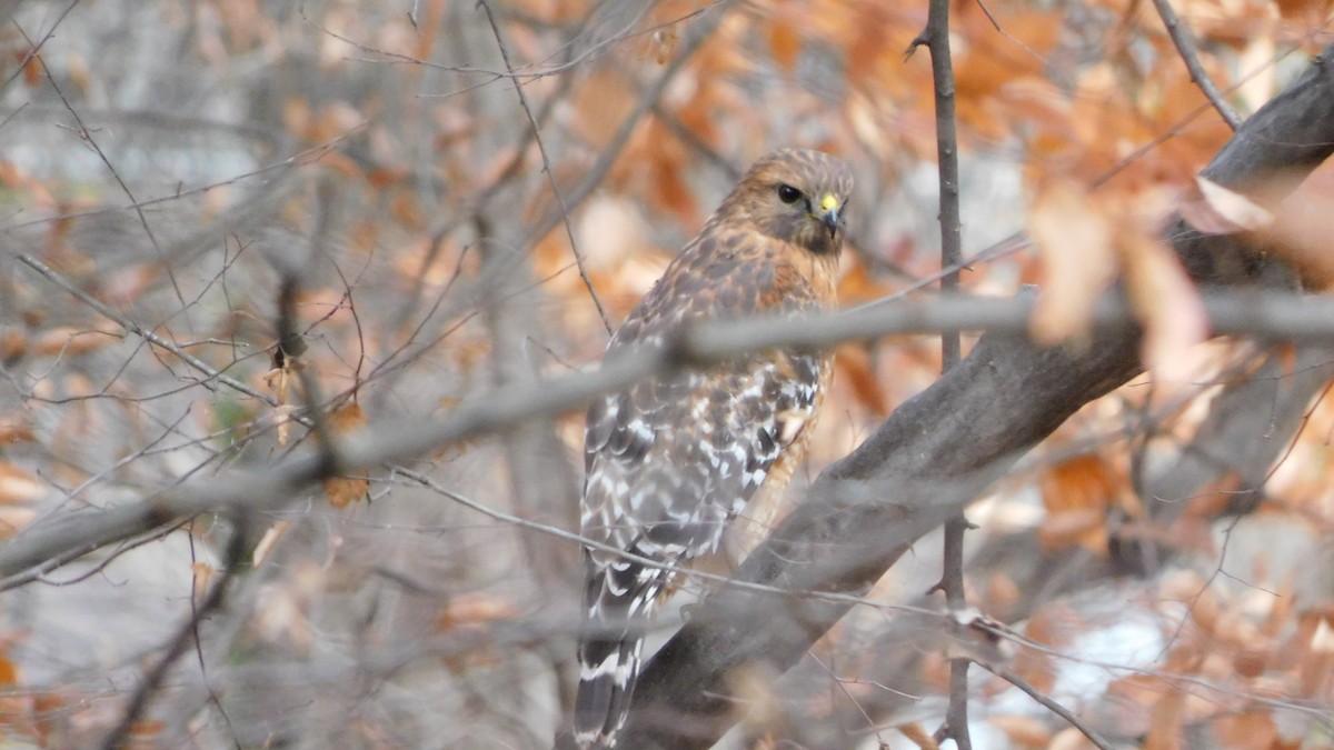 Red-shouldered Hawk - ML646371863