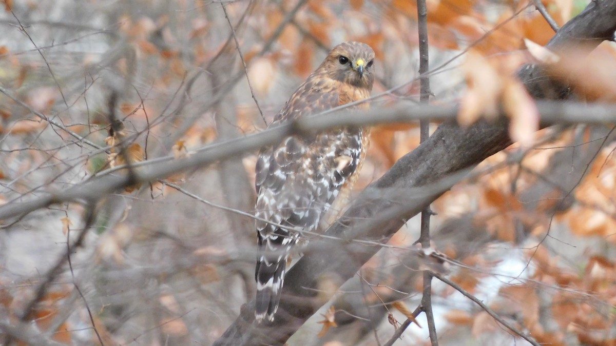 Red-shouldered Hawk - ML646371864