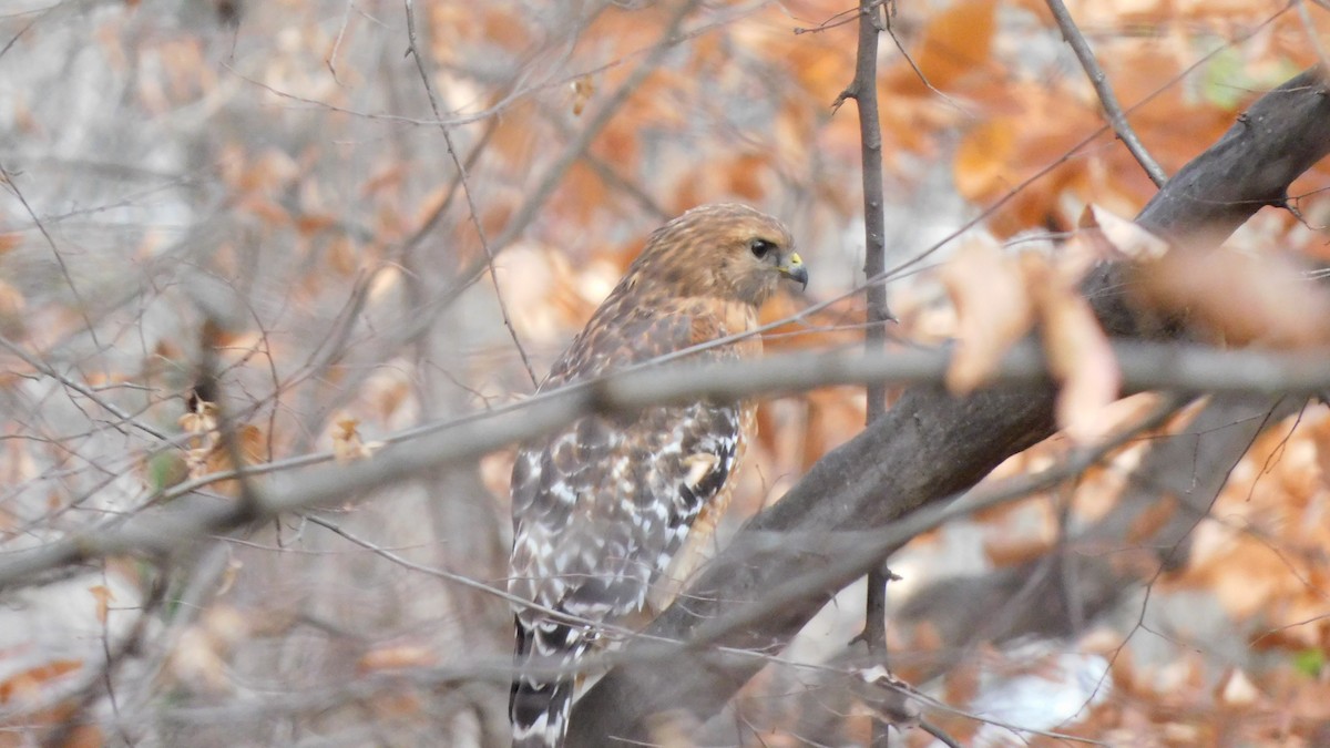 Red-shouldered Hawk - ML646371865