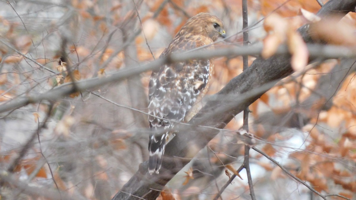 Red-shouldered Hawk - ML646371866