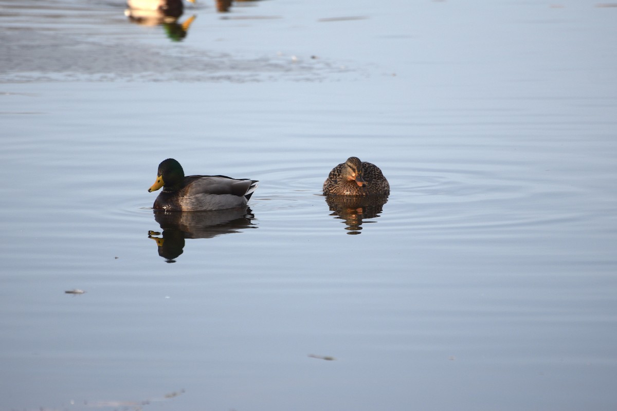 Mallard - ML646371867