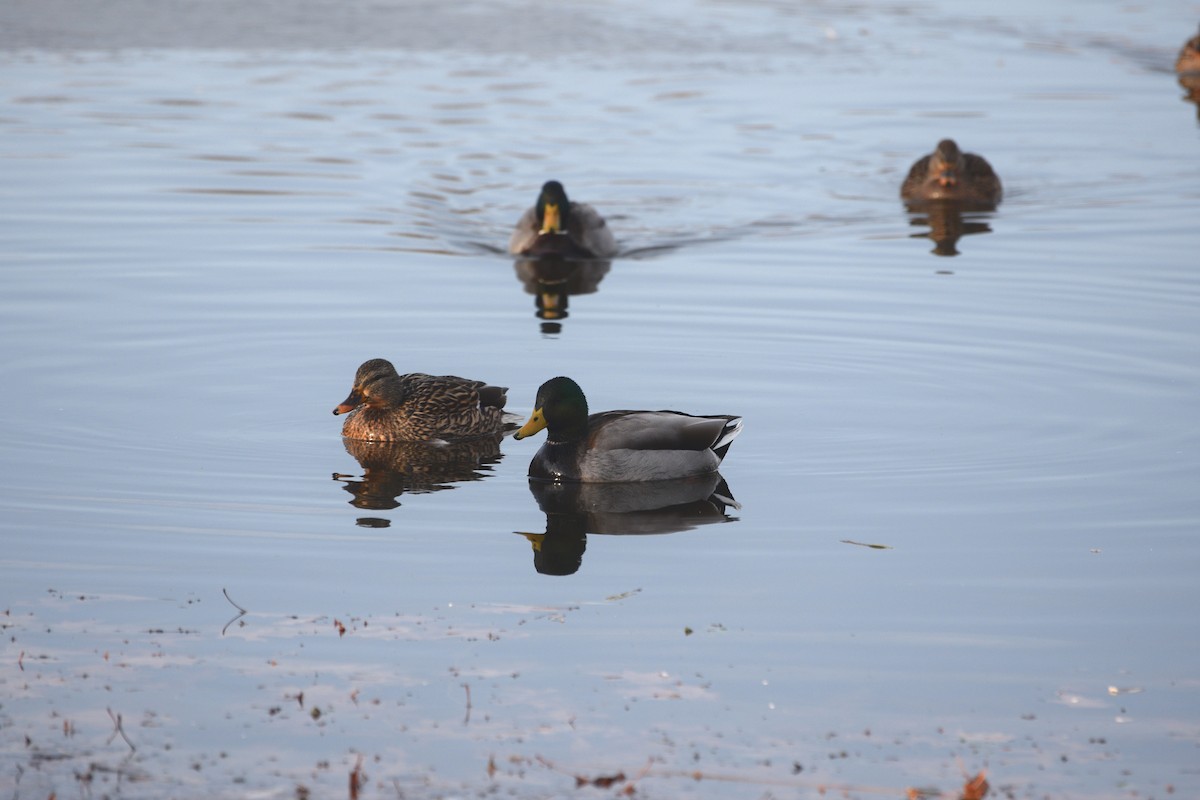 Mallard - ML646371868