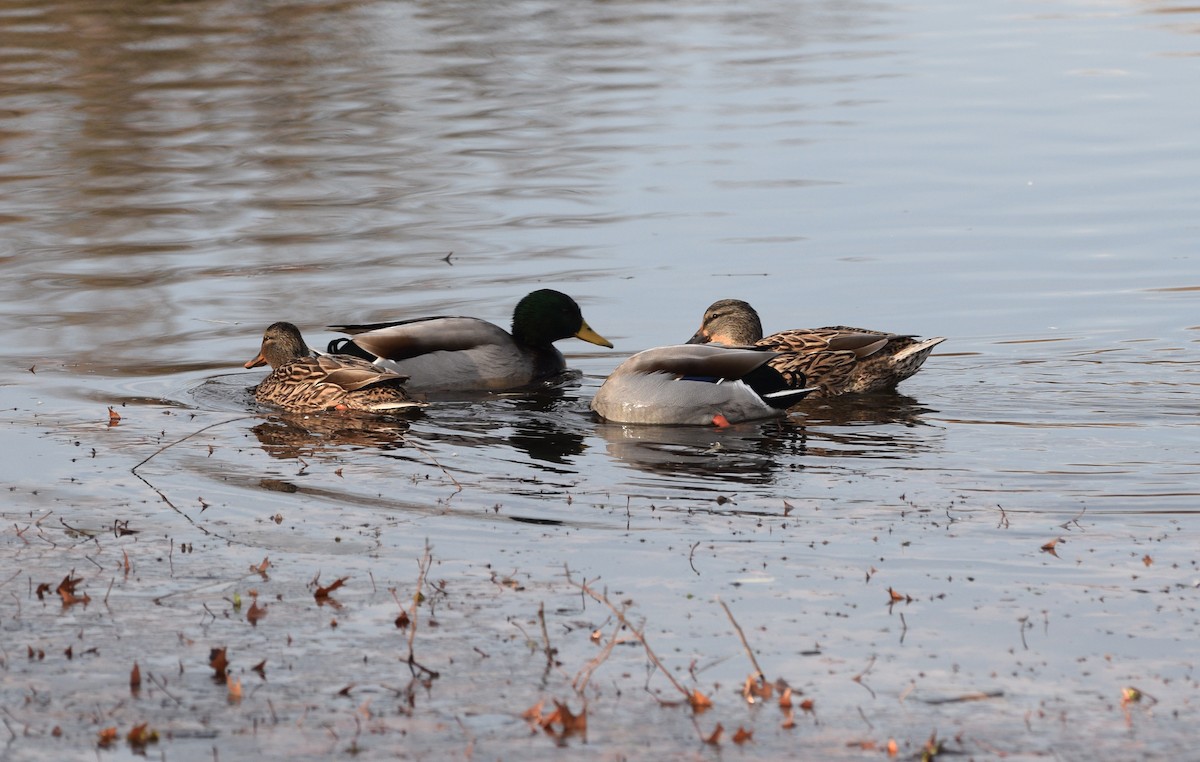 Mallard - ML646371874