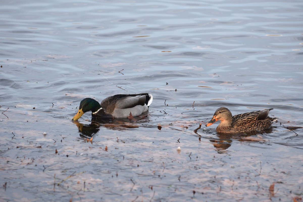 Mallard - ML646371875