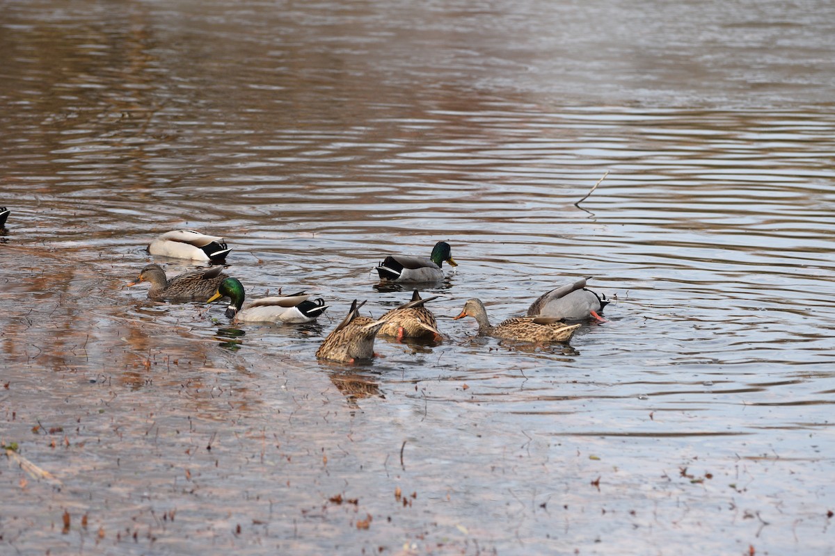 Mallard - ML646371876