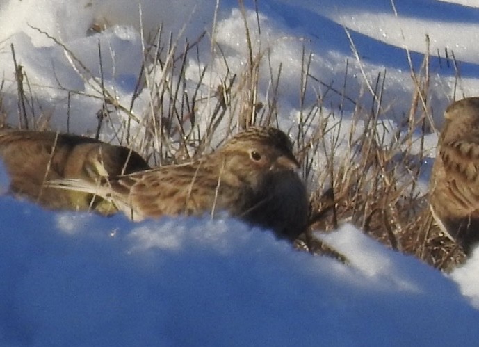 Chestnut-collared Longspur - ML646371877