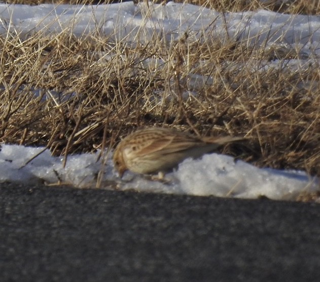 Chestnut-collared Longspur - ML646371878