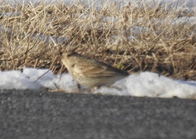 Chestnut-collared Longspur - ML646371879