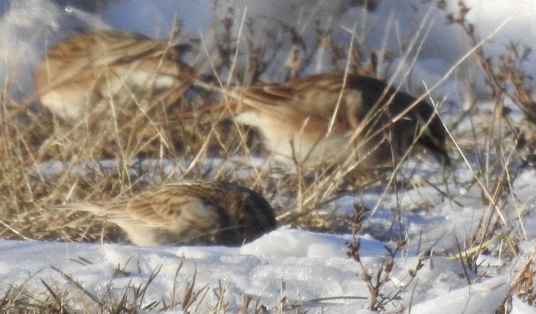 Chestnut-collared Longspur - ML646371880