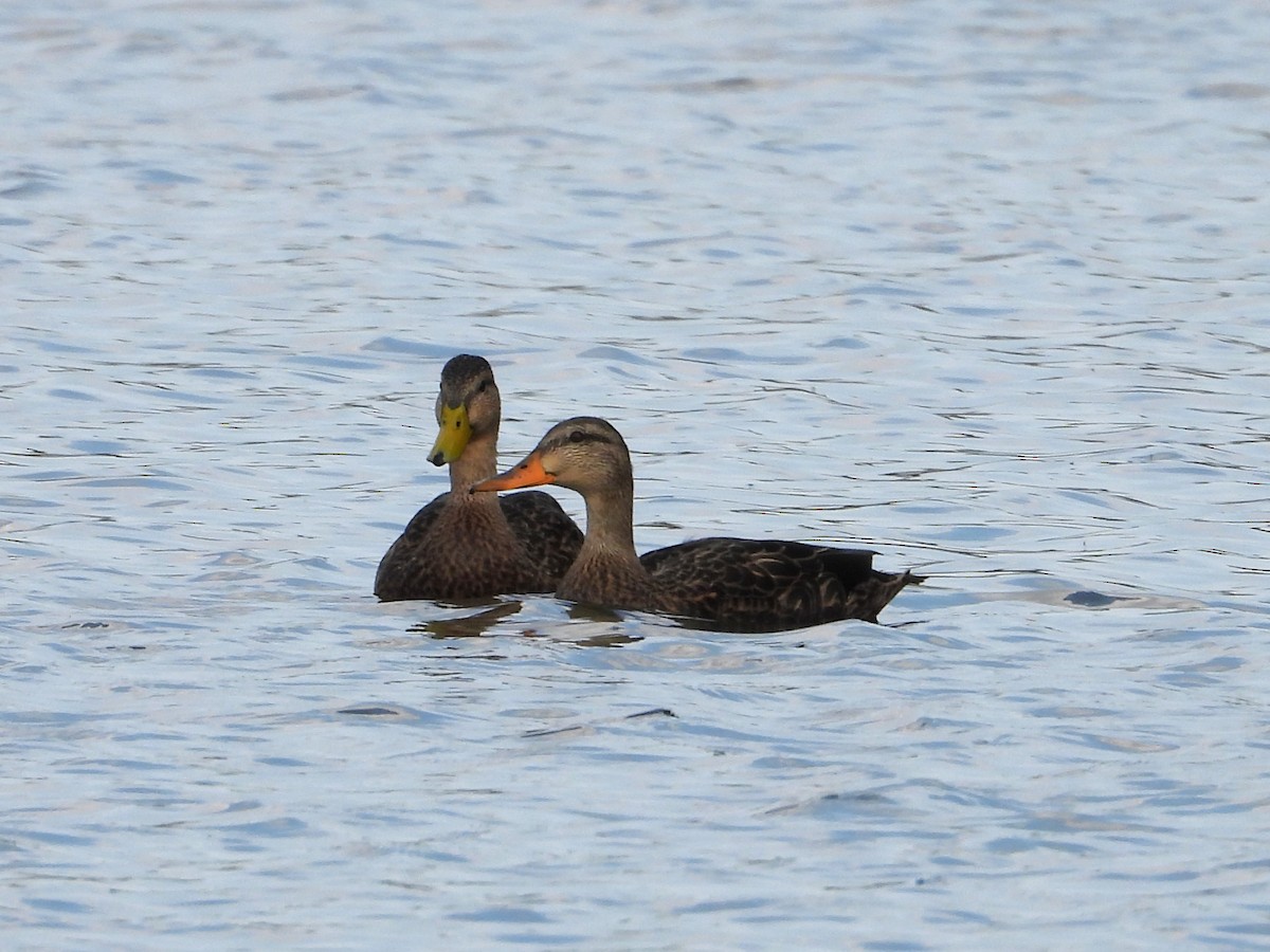 Mexican Duck - ML646371881