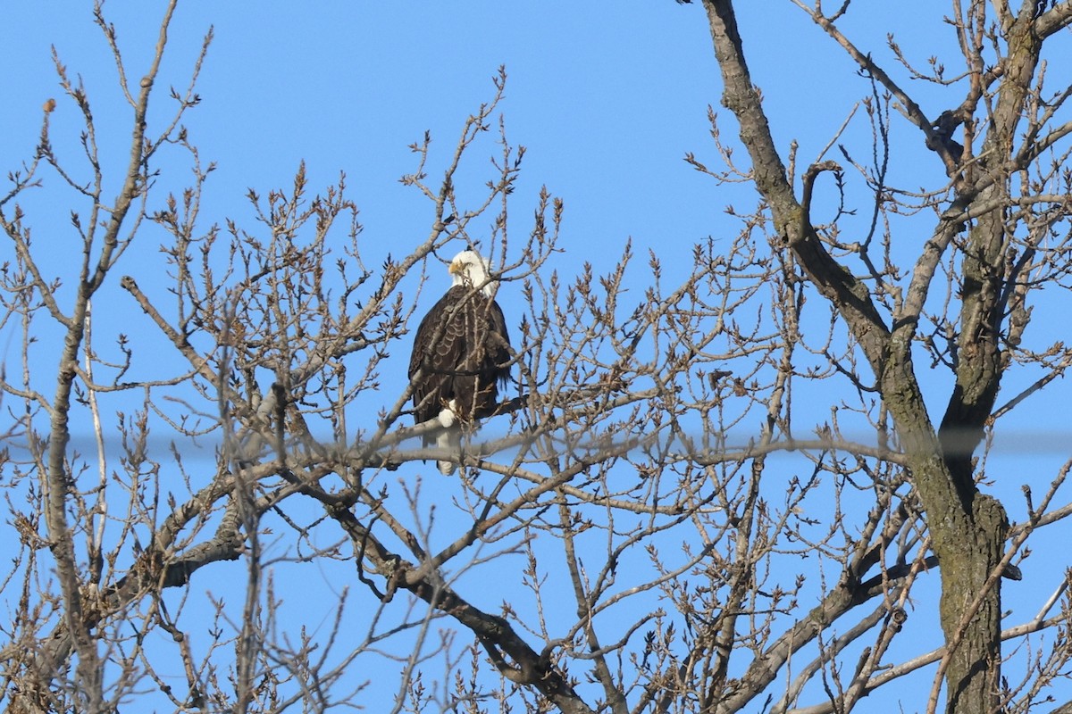 Bald Eagle - ML646371882