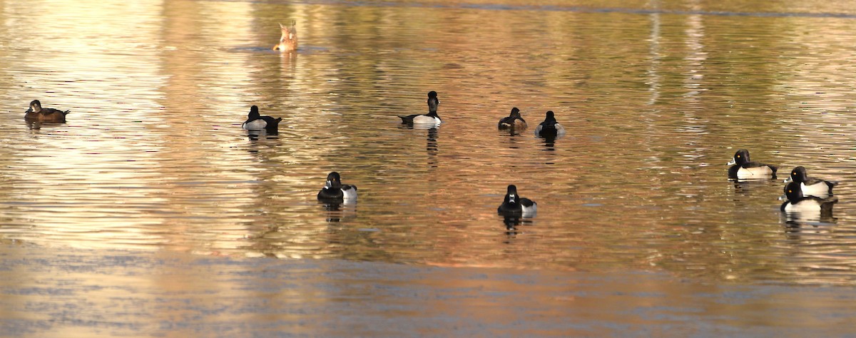 Ring-necked Duck - ML646371883