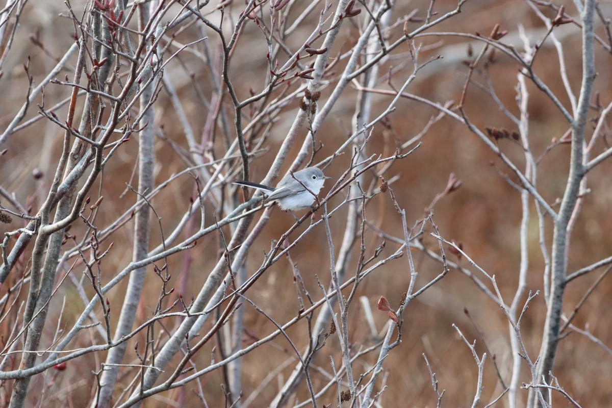 Blue-gray Gnatcatcher - ML646371884