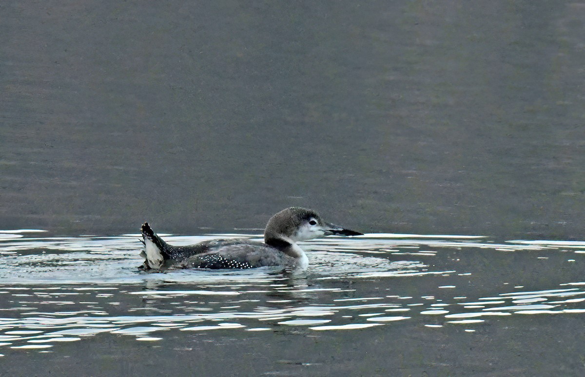 Гагара полярна - ML646371885