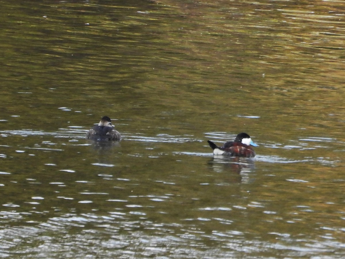Ruddy Duck - ML646371886