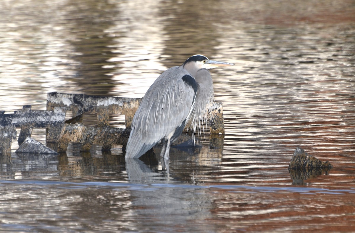 Great Blue Heron (Great Blue) - ML646371887