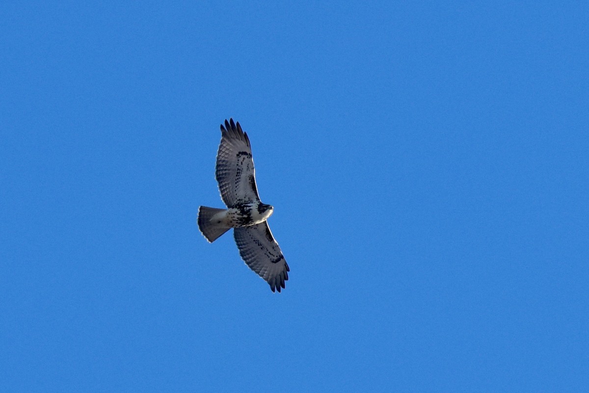 Red-tailed Hawk - ML646371889