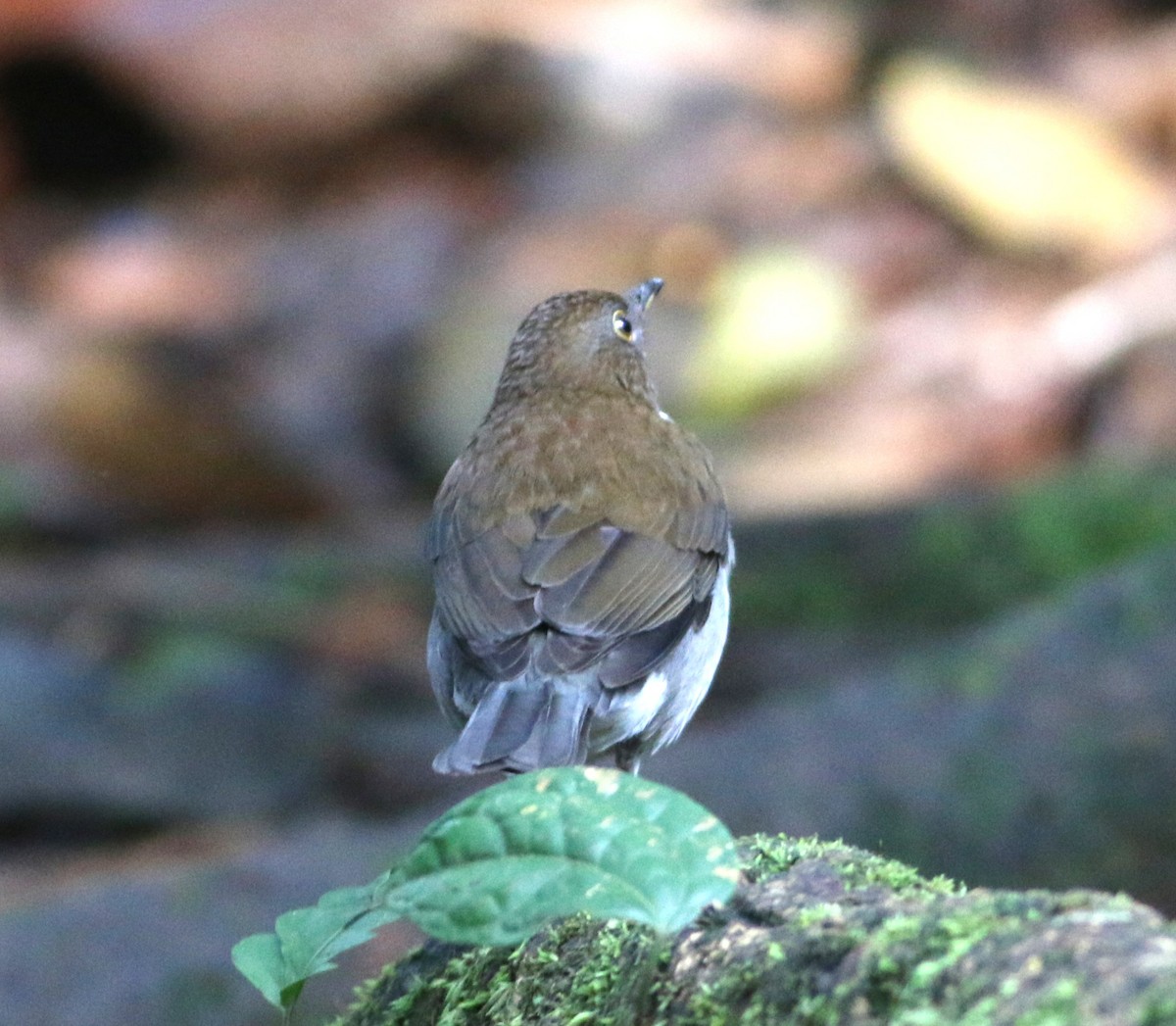 White-necked Thrush - ML646371890