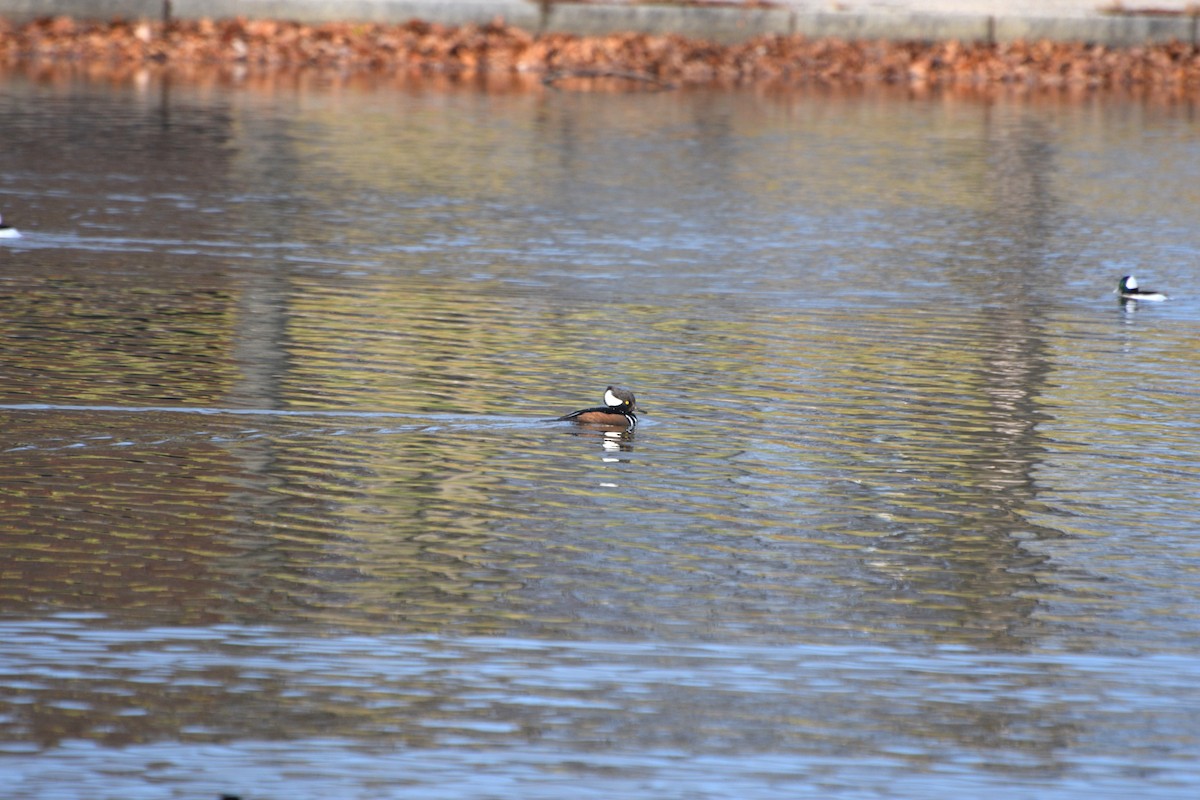 Hooded Merganser - ML646371891