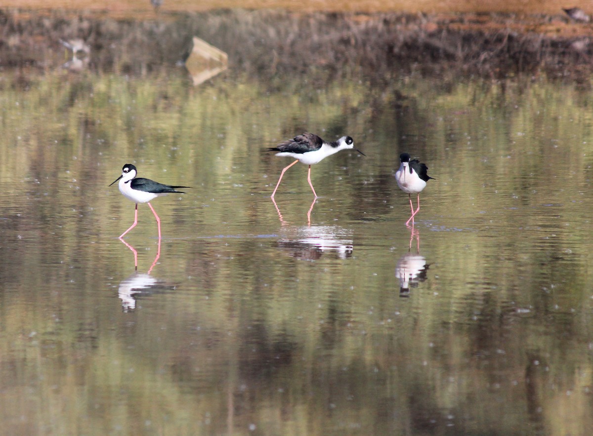 Black-necked Stilt - ML646371892