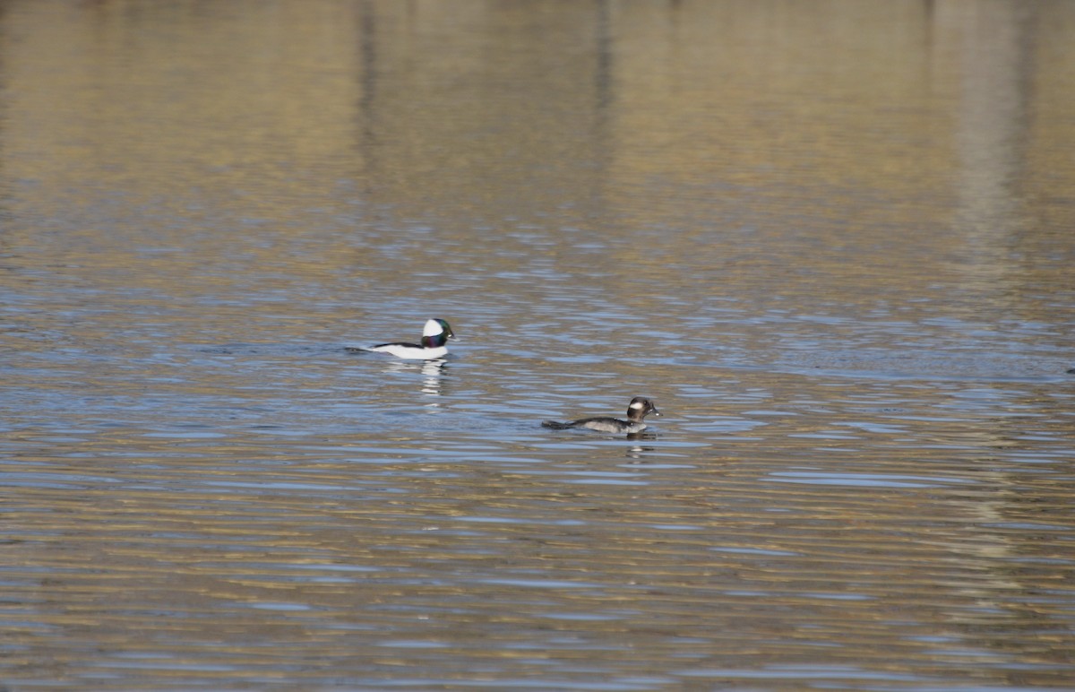Bufflehead - ML646371893