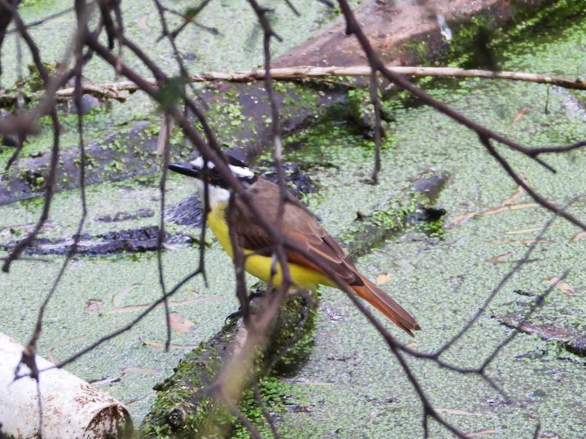 Great Kiskadee - ML646371894