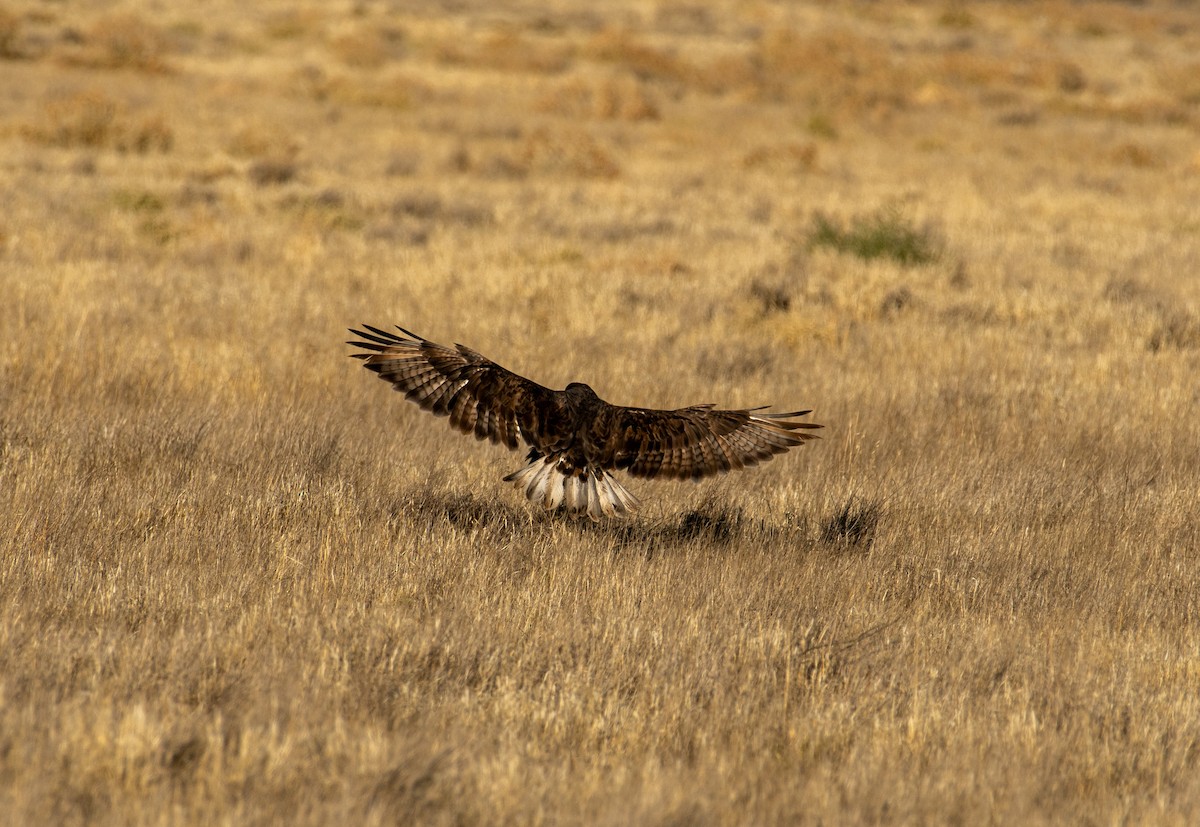 Ferruginous Hawk - ML646371895