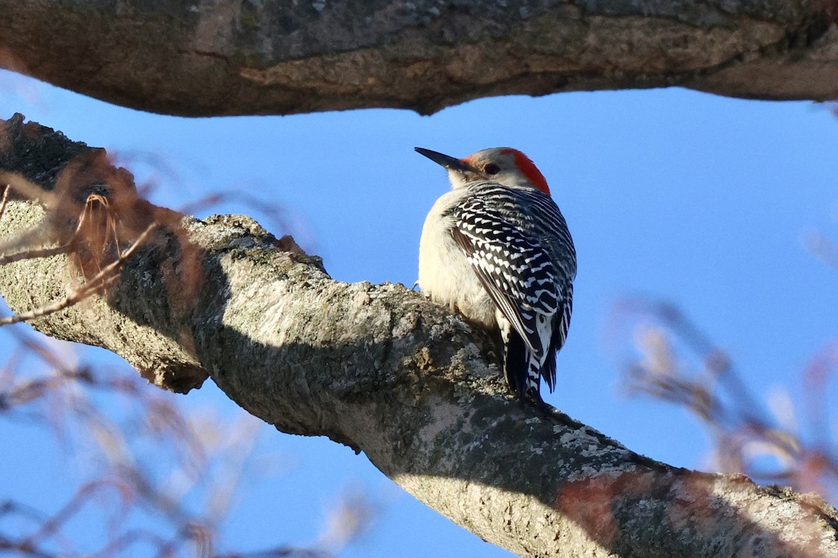Red-bellied Woodpecker - ML646371896