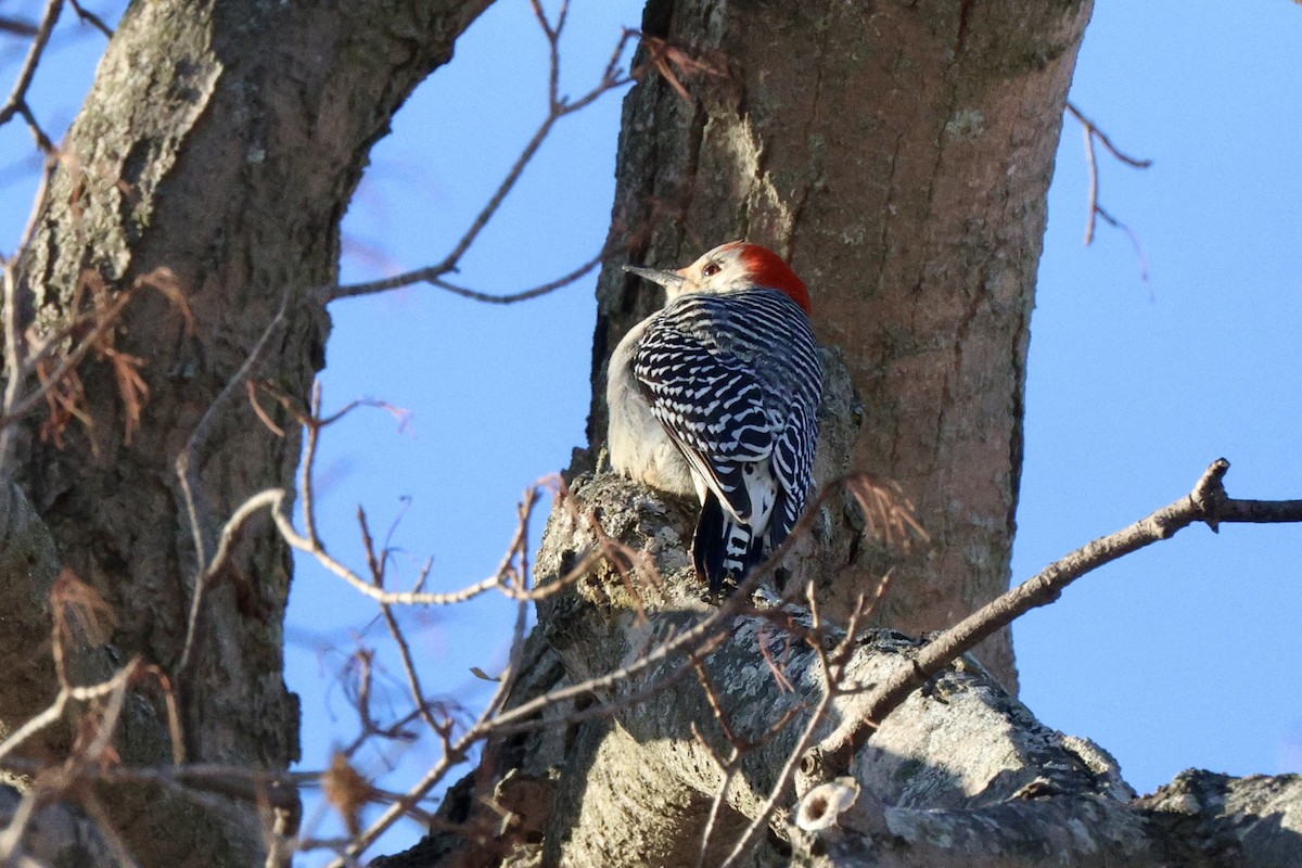 Red-bellied Woodpecker - ML646371897